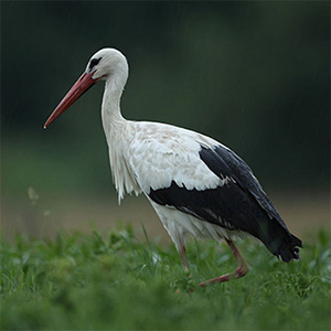 White Stork